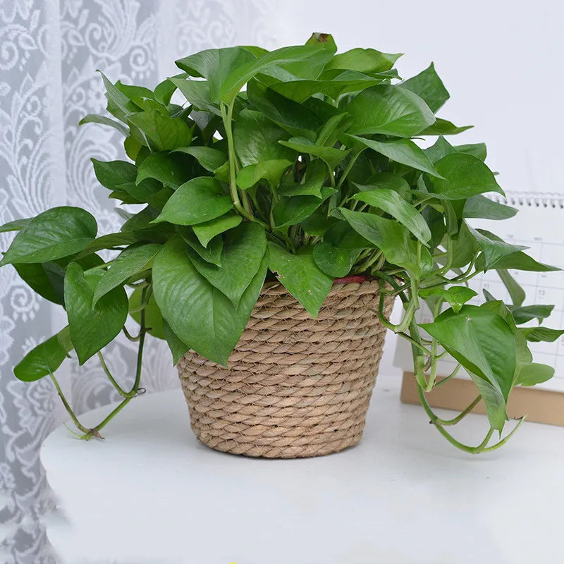 Handwoven Straw Plant Basket — Natural Indoor & Outdoor Planter Cover